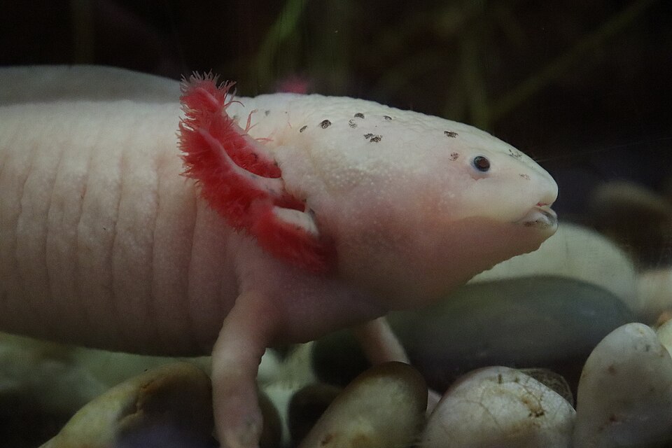 Ambystoma mexicanum (axolotl) in Aquarium Finisterrae, in A Coruña, Galicia, Spain.