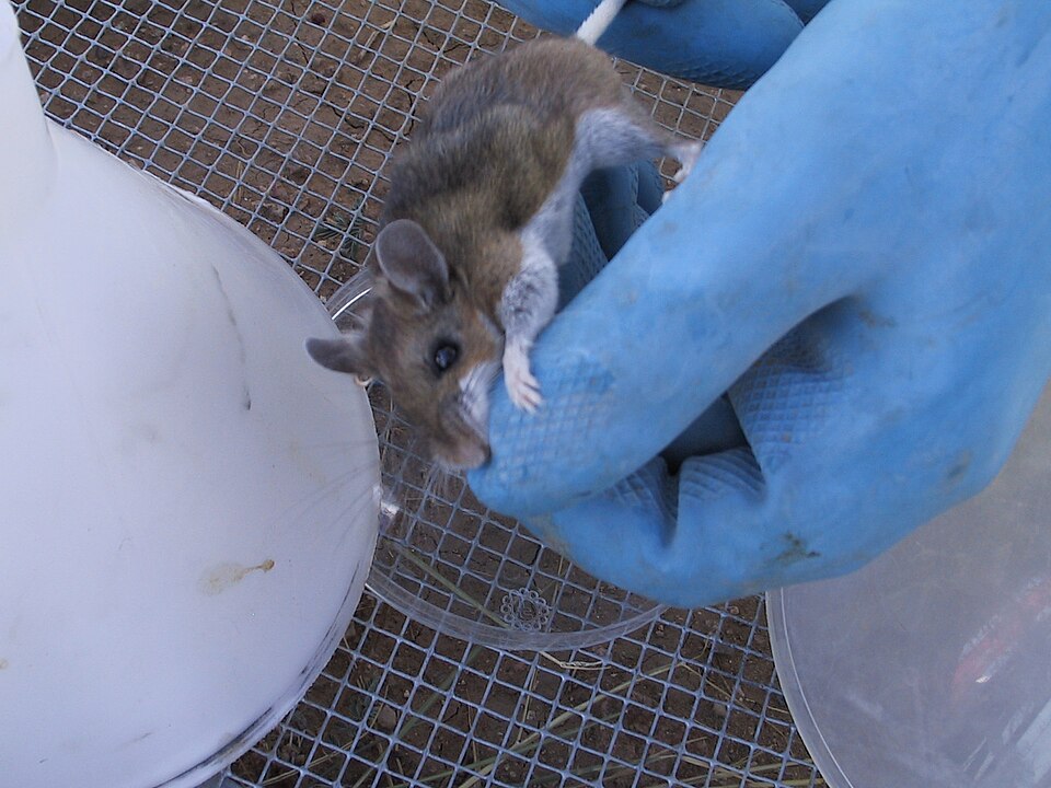 Obtaining urine from a hantavirus-infected deer mouse (Peromyscus) in New Mexico, USA.