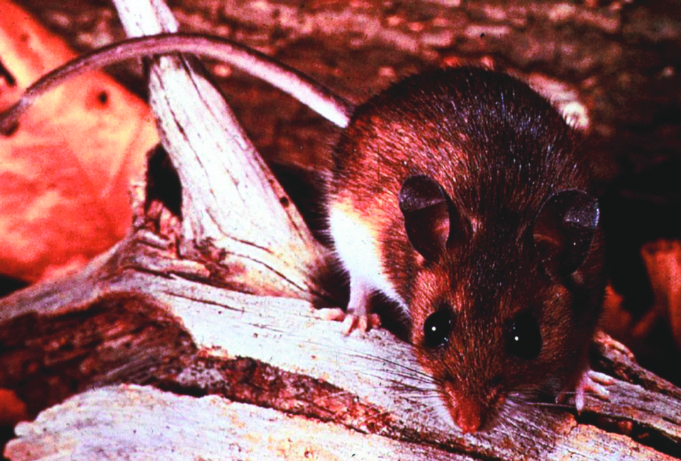 The deer mouse (Peromyscus maniculatus) is the reservoir host for the Sin Nombre hantavirus, the cause of hantavirus pulmonary syndrome.