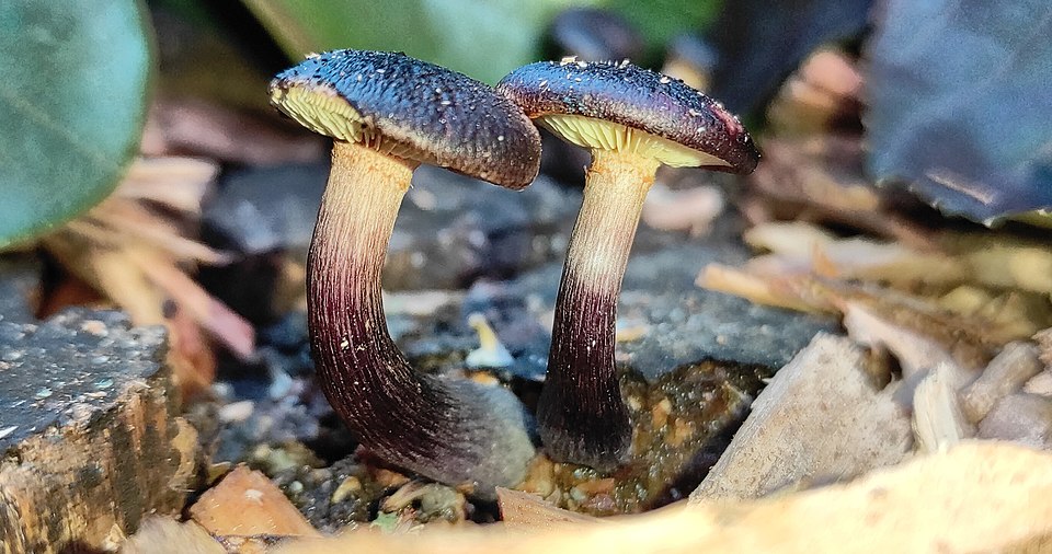 Gymnopilus purpuratus in New Zealand