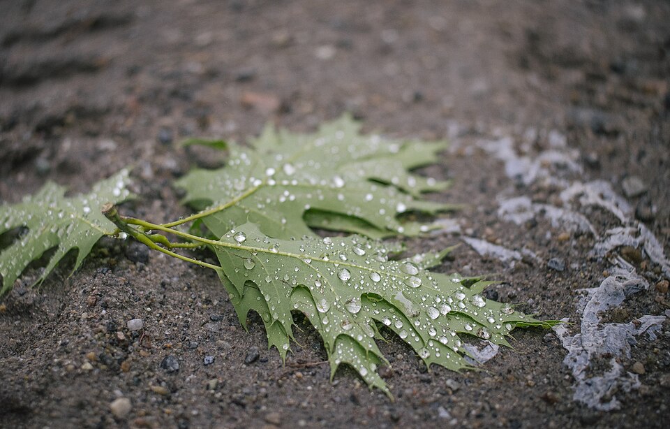 An image taken with the Nikon D3300 and the 50mm 1.8G Lens.