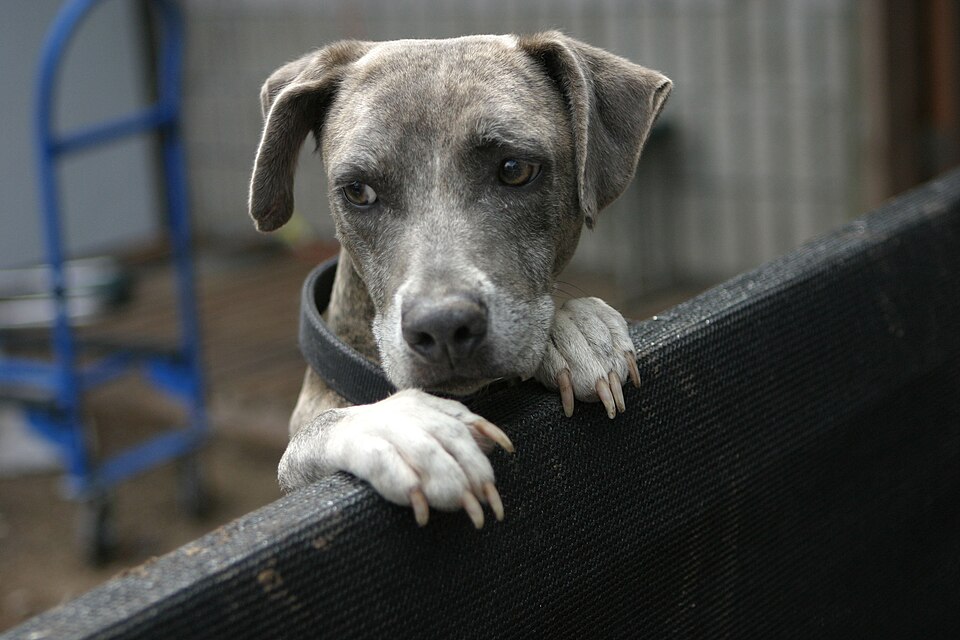 Las Vegas Animal Shelter Overhauls Pet Adoption Process Using QR Codes