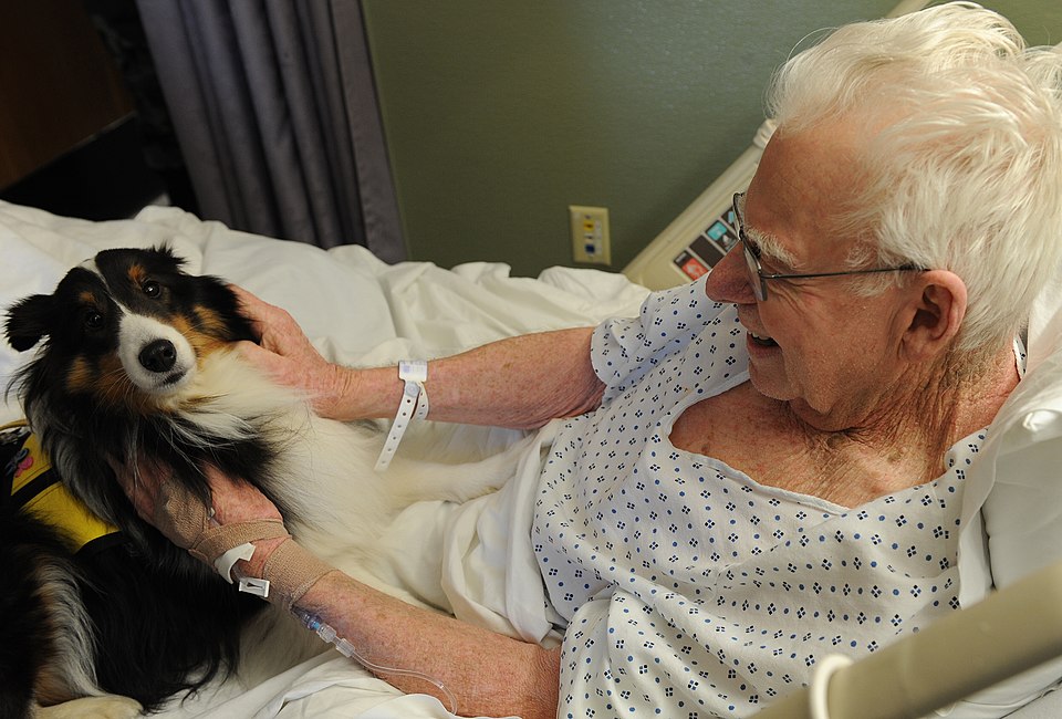 LANGLEY AIR FORCE BASE, Va. -- Gene Mohr, a retired technical sergeant, pets Molly, a 3-year-old Sheltie at Langley Hospital Jan. 30. Mollie does about 10 animal assisted therapy visits throughout the Hampton Roads Area. She has been visiting Langley Air Force Base weekly since January.