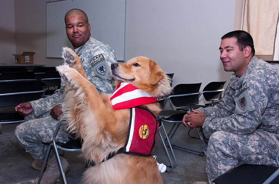 Staff Sgt. Anthony Houston, of Detroit, and Staff Sgt. Travis Gilbert, of Rockford, Mich., both from the Michigan Army National Guard’s 1225th Corps Support Battalion, which recently returned from Kandahar, Afghanistan, watch 3-year-old therapy dog, Lugnut, do a trick Aug. 4. Welcome Home Dogs, a vo