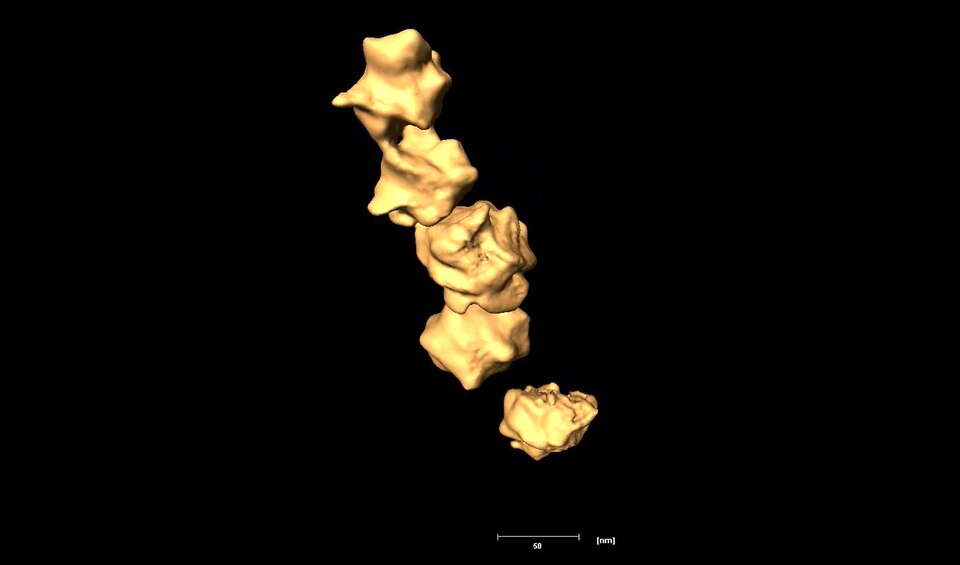 Electron tomographic reconstruction of branched gold NP. The video shows a surface rendered view of the branched gold NP shown in Figure 2C. Observe the surface extensions. Bar: 50 nm.
