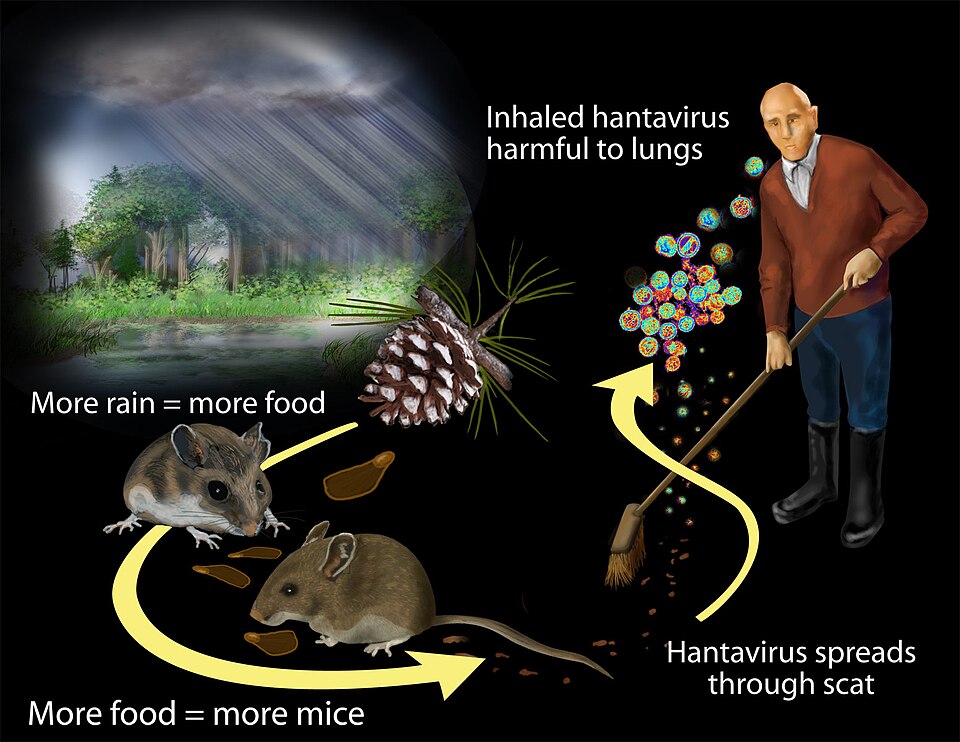 Researchers found that contact with rodents and their waste puts humans at risk for exposure to hantavirus. Massive rainfall associated with the 1991-92 El Niño boosted plant productivity. Feasting on the more abundant plant matter, the rodent population grew. Increased contact with rodents and thei