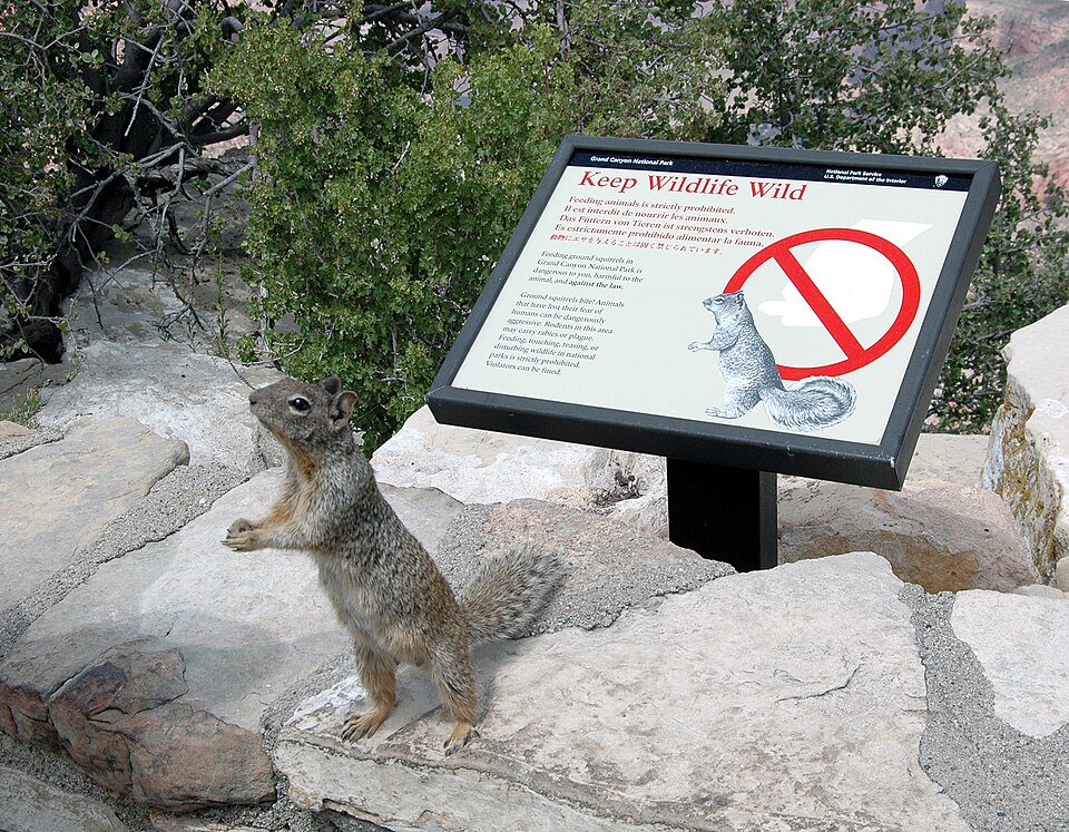 The rock squirrel; the most dangerous animal in Grand Canyon National Park. Rock squirrels commonly bite visitors who are feeding them, or who are just holding their finger out towards them. Park rangers regularly tell visitors that squirrels are the most dangerous animal in the park because squirre