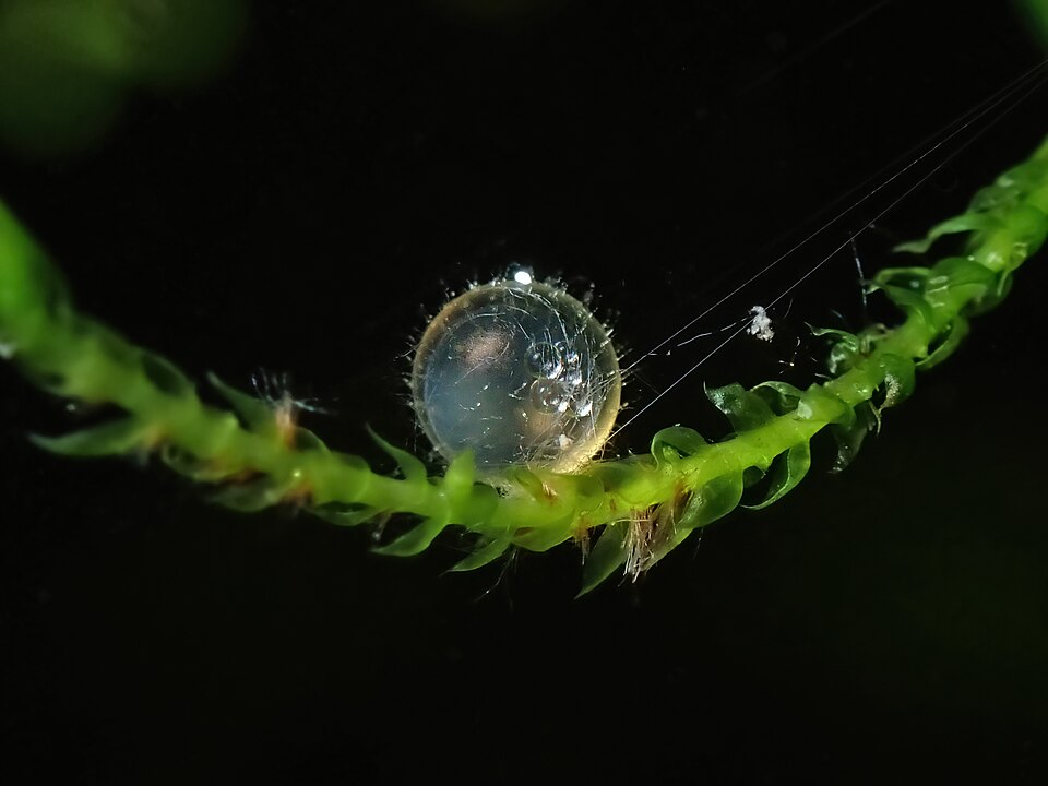 RIKEN Scientists Identify Long-Ignored Gene in Fish Embryos
