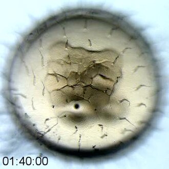 Bright field time lapse of normal medaka development. Movie shows a developing medaka embryo between the 4-cell and 256-cell stage with a gap of 25 seconds between images.