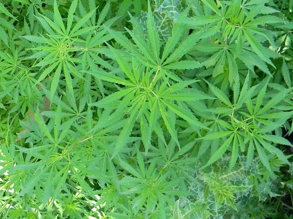 Cannabis from Pakistan