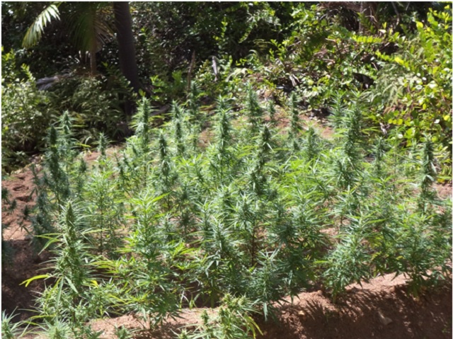 Stanford Experts Warn Older Adults of Five Cannabis Health Risks