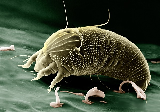Hantavirus Cruise Ship Outbreak Sends 18 Americans Home for Treatment
