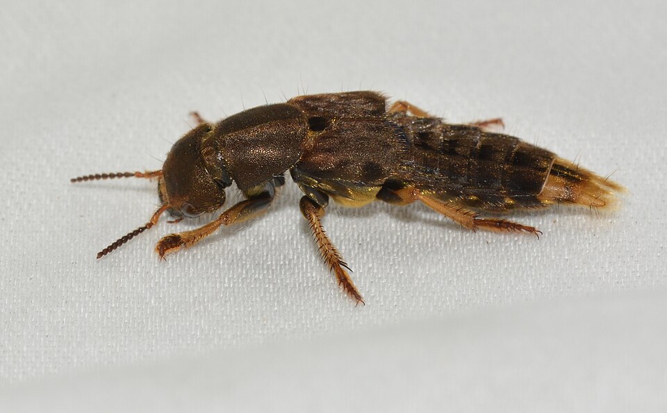 Scientists Name 61 New Beetle Species Found Hiding in Plain Sight