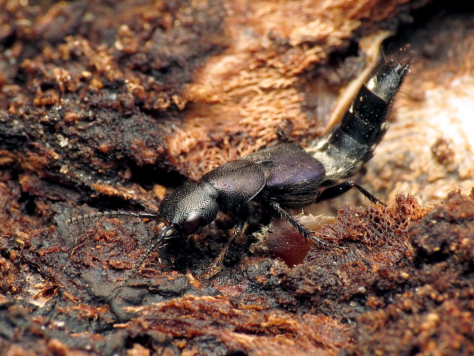Platydracus violaceus. Rock Creek Park, Washington, DC, USA.
