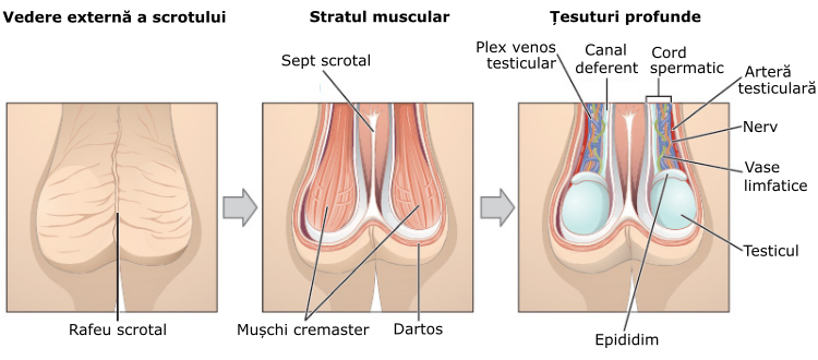 Illustration from Anatomy &amp; Physiology, Connexions Web site. http://cnx.org/content/col11496/1.6/, Jun 19, 2013. (translate in Romanian)