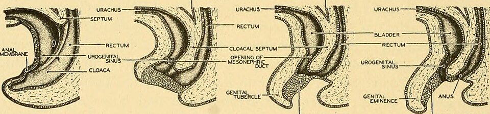 Social Media Trend Has Men Injecting Fluids Into Testicles for Size