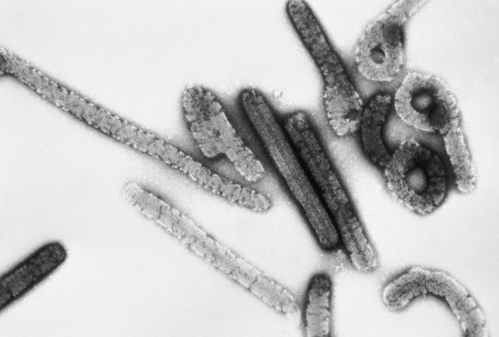 WHO Declares Ebola Outbreak in DRC and Uganda a Global Health Emergency