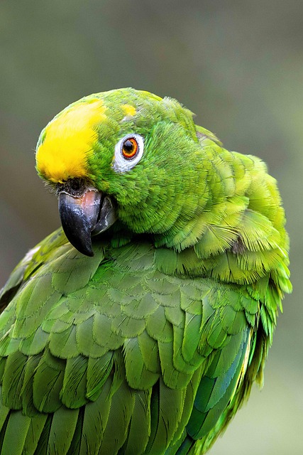 Brazil's Amazon Reserves Receive Only 20 Percent of Needed Funding