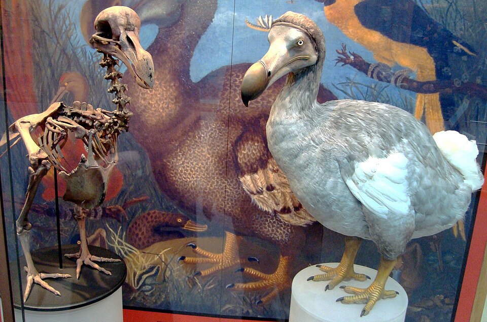 Skeleton cast and model of dodo at the Oxford University Museum of Natural History, made in 1998 based on modern research.[1][2]