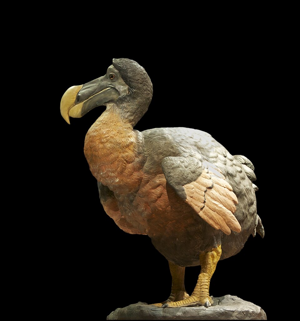 Raphus cucullatus, Extinct. Plaster and wax model, made by taxidermists of the Museum National d'Histoire Naturelle in Paris, middle 19th century.