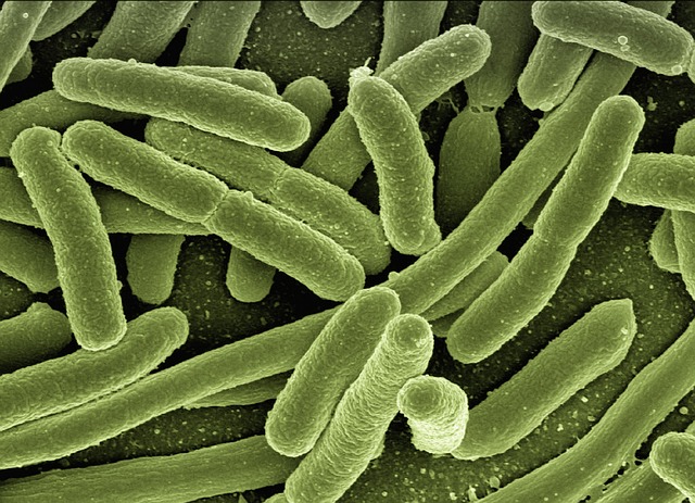 American Worker in Congo Tests Positive for Ebola, CDC Confirms