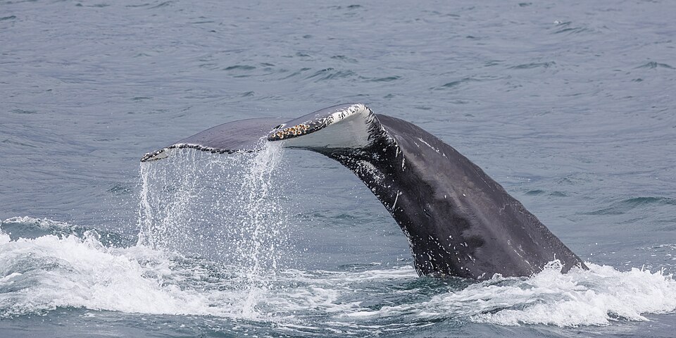 Humpback whale (Megaptera novaeangliae), female diving in Eyjafjörður, Northeastern Iceland. Photo 11 of a sequence of 27 photos