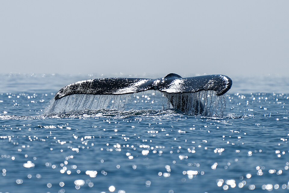 Humpback whale (Megaptera novaeangliae) tail emerging from the water at Disko Bay (Greenland) with the sun reflecting on the water.