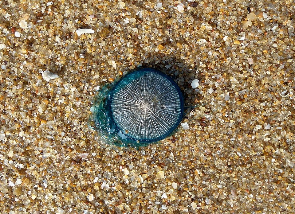 Blue Button Sea Creature May Live Years Longer Than Scientists Believed
