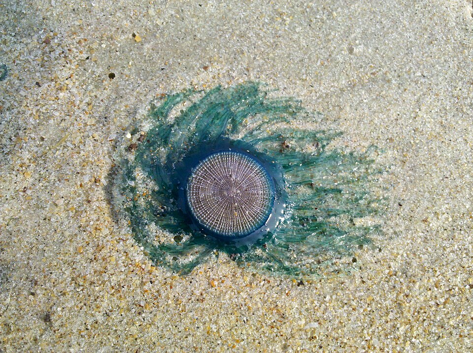 Image of (Porpita porpita) Blue button, found on Uttorda Beach, Goa, India