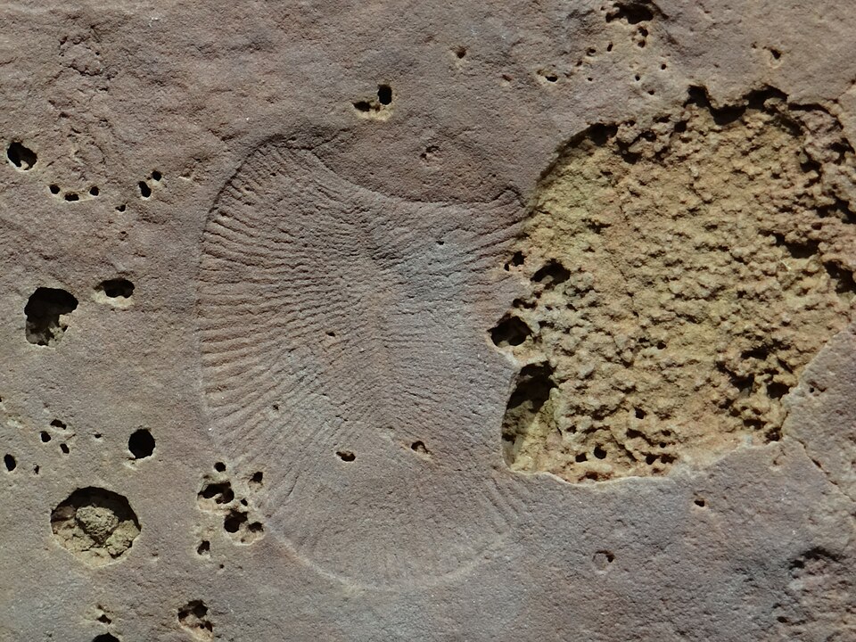 Dickinsonia - an Ediacaran fossil from the Flinders Range in South Australia.
