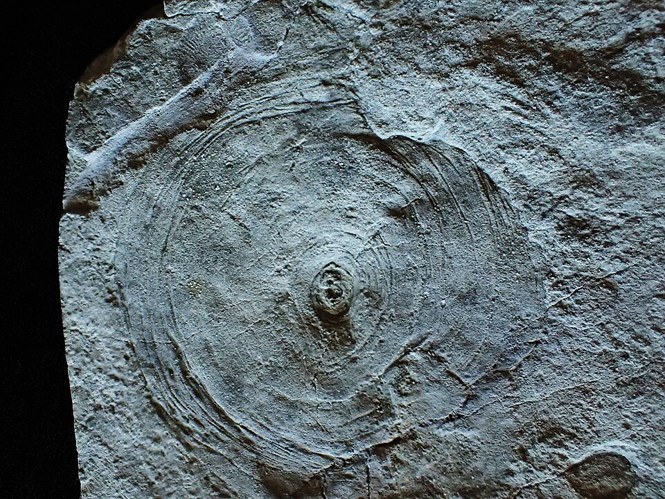 Canadian Fossil Site Shows Complex Animals Evolved 10 Million Years Earlier Than Thought