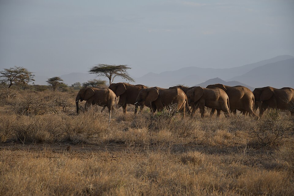 Colorado State Researcher Reunites Lost Elephant Calf With Her Herd in Kenya