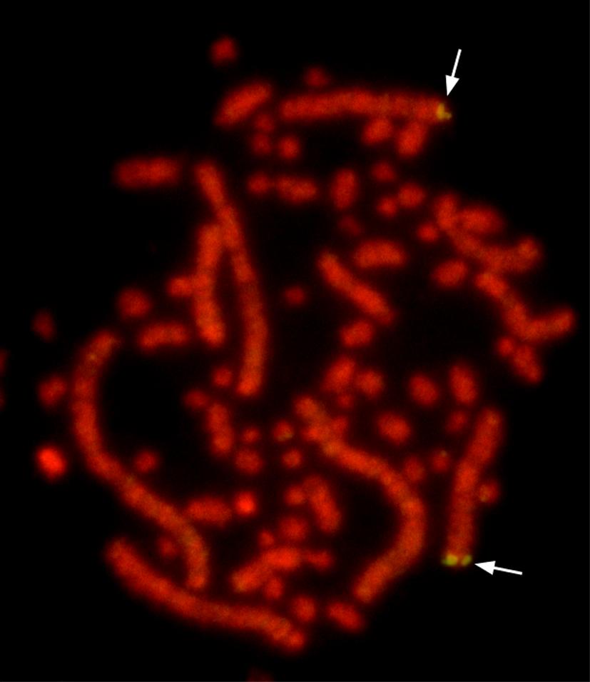 New Software Tool Solves Long-Standing Problem Assembling Bird DNA Sequences