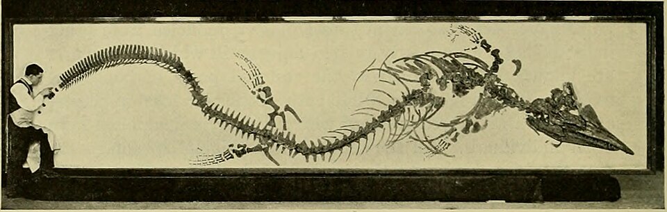 Title: The American Museum journal
Identifier: americanmuseumjo03amer (find matches)
Year: c1900-(1918) (c190s)
Authors: American Museum of Natural History
Subjects: Natural history
Publisher: New York : American Museum of Natural History
Contributing Library: American Museum of Natural History Libr