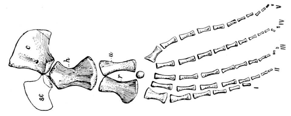 Illustration of Tylosaurus left front paddle from The Osteology of the Reptiles (1925)
