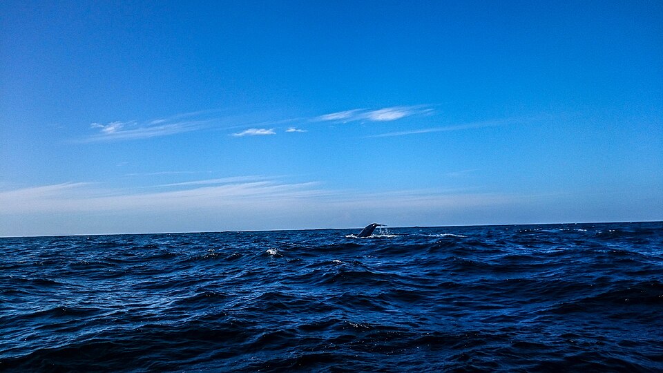 Blue and Fin Whale Sightings Rise Off Southern Africa After Decades of Whaling