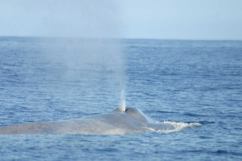 The blow of the Blue Whale