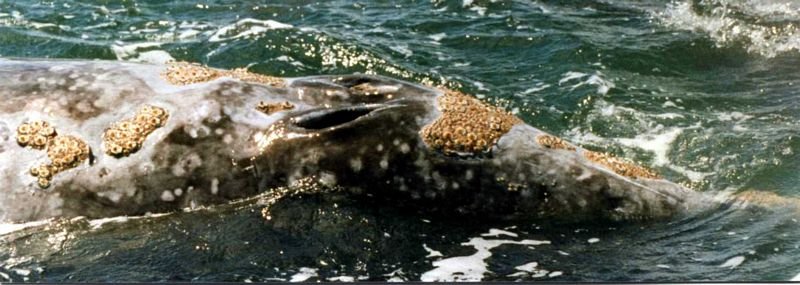 A close-up of a Gray Whale's double blow hole and some of its encrusted barnacles. 
This photo was taken in San Ignacio Lagoon in Mulegé Municipality, Baja California Sur.
Please acknowledge "Phil Konstantin" as the creator of this photograph.