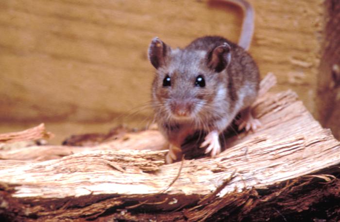Hantavirus-Exposed Americans Wait in Nebraska Quarantine After Ship Exposure