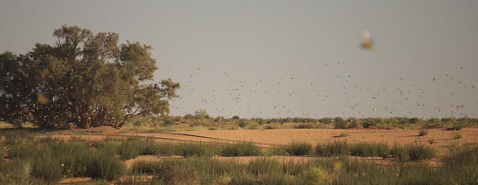 Locust Monitoring Systems Return Up To 680 Times Their Investment Cost