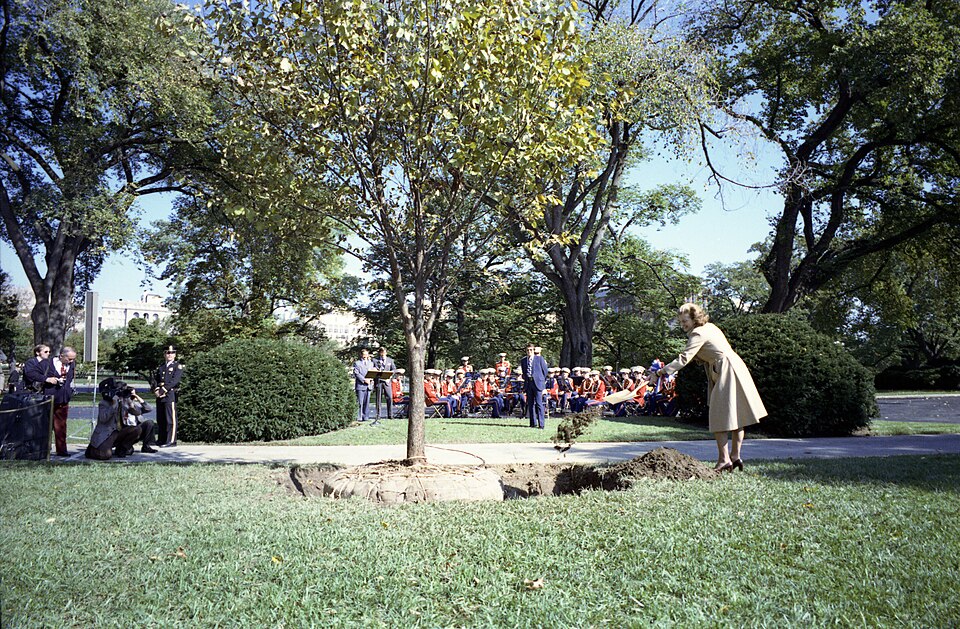 First Lady Betty Ford Planting a Seedling from the John Quincy Adams American Elm Tree on the North Lawn of the White House - NARA - 30805907