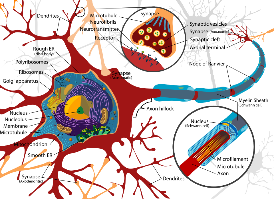 Complete neuron cell diagram. Neurons (also known as neurones and nerve cells) are electrically excitable cells in the nervous system that process and transmit information. In vertebrate animals, neurons are the core components of the brain, spinal cord and peripheral nerves.