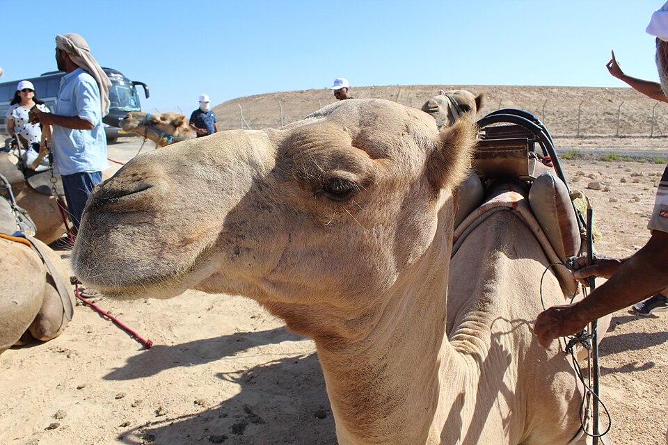 A camel in Makhtesh Ramon Crater. A geological feature of Israel's Negev desert is located at the peak of Mount Negev, some 85 km south of the city of Beersheba.