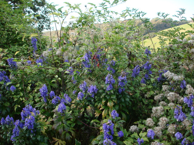 Aconite, Monkshood or Wolfsbane ( Aconitum napellus), and Black Bryony near Hillhead South Devon This impressive blue flower in the hedgerow caught my attention. I thought it had escaped from a local garden, but there aren't any gardens within hundreds of metres, just fields. It took me a while to i