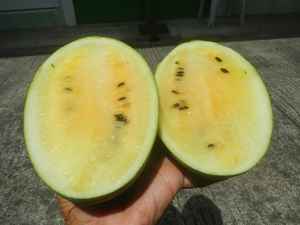 Yellow Crimson Watermelon (Watermelon with yellow fruit is called "Yellow Crimson Watermelon," although the scientific name is Citrullus lanatus var. lanais of Citrullus lanatus Watermelon ไทย: แตงโมเหลือง (taeng mo lueang)日本語: スイカ（西瓜), 黄色 (suika, kiiro)ไทย: แตงโมเหลือง (taeng mo lueang)
日本語: スイカ （西