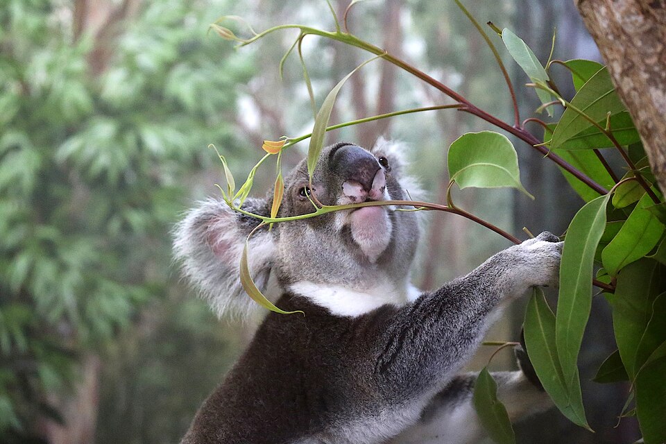 Un koala se nourrit sur un eucalyptus dans l'État du Queensland, en Australie, en 2014.