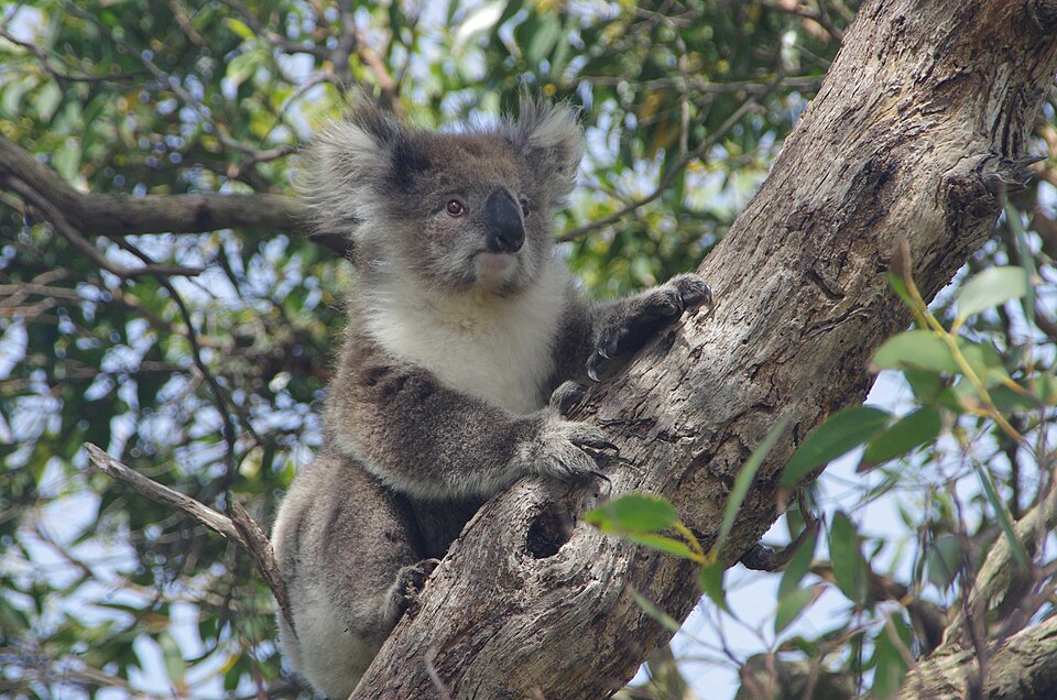 Koala Hospital Admissions Rise Sharply Once Temperatures Pass 27 Degrees Celsius