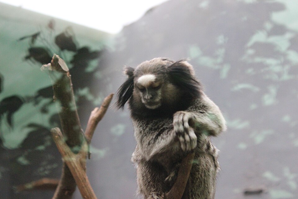 Marmoset Monkeys Use Eye Gaze to Coordinate Cooperative Actions, Yale Study Finds