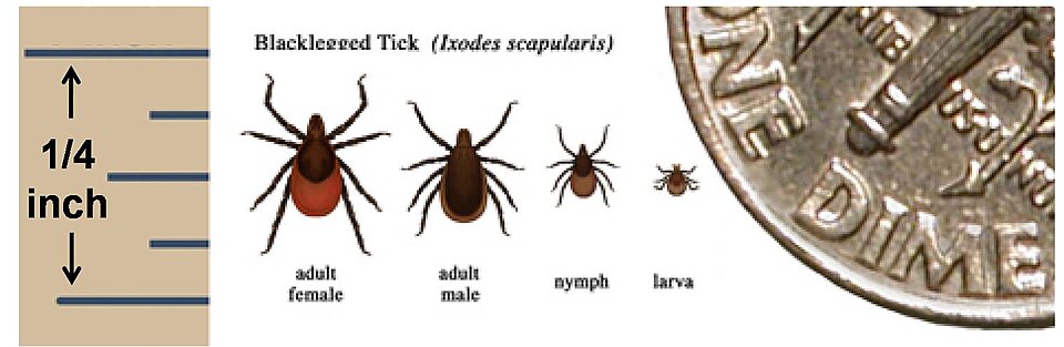 Image showing appearance and relative sizes of adult male and female, nymph and larval ticks (Ixodes scapularis)