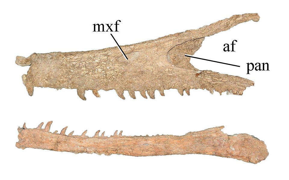 Selected unenlagiid traits: (A) maxilla and dentary of Austroraptor cabazai showing the rostral process of the maxilla, the anteroposteriorly elongated postantral wall, and the sub-parallel dorsal and ventral margins of the dentary. af, antorbital fenestra; mxf, maxillary fenestra; pan, postantral w